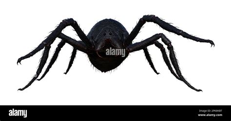 3d Illustration Of The Front View Of A Large Black Hairy Spider Walking Forward Isolated On A