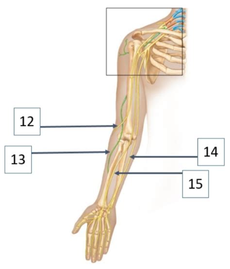 Upper Limb Brachial Plexus Diagram Quizlet