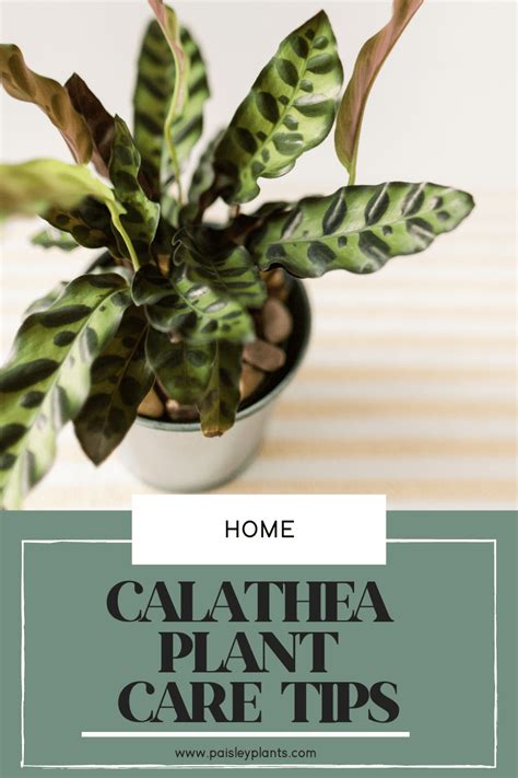 Calathea Plant Care - How to Grow, Care and Maintain - Paisley Plants