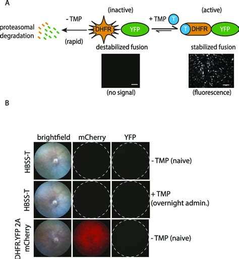 Destabilized Dhfr Efficiently Promotes The Degradation Of Yfp In The