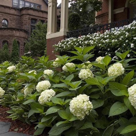 Mophead Hydrangea Hydrangea Macrophylla Plant Addicts