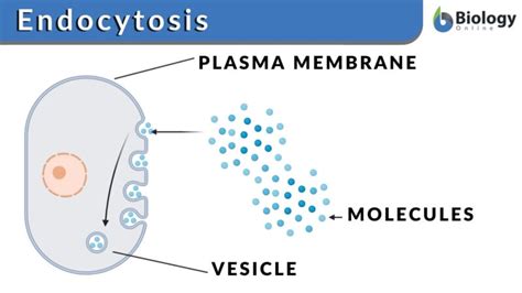 Endocytosis Definition And Examples Biology Online Dictionary