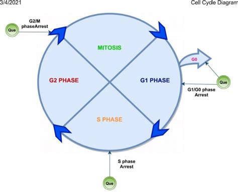 Illustration Demonstrating The Different Cell Cycle Checkpoints