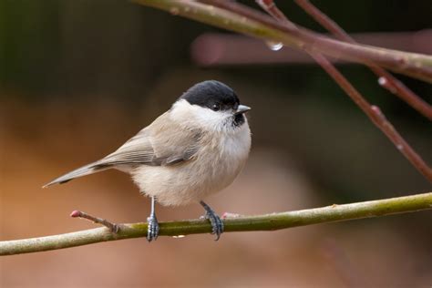 Sumpfmeise Bilder Gesang Der Nonnenmeise Plantura