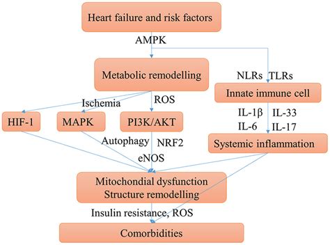 Main Possible Shared Mechanisms Underlying Hf And Comorbidities Hf