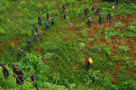 Autoridades erradican más de 20 000 matas de coca en el Meta EL