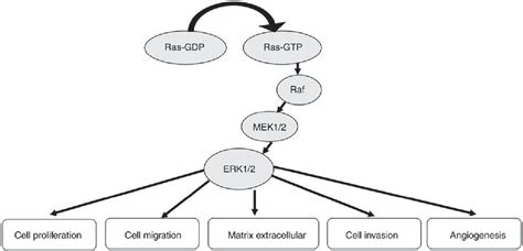 Figure 5 From Erkmapk Signalling Pathway And Tumorigenesis Semantic