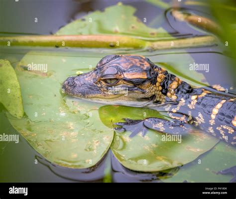 Baby American Crocodiles