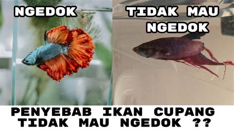 PENYEBAB IKAN CUPANG TIDAK MAU NGEDOK YouTube