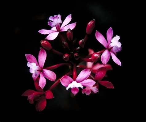 Wild Peruvian Orchid Photograph by Jonathan Hansen - Fine Art America