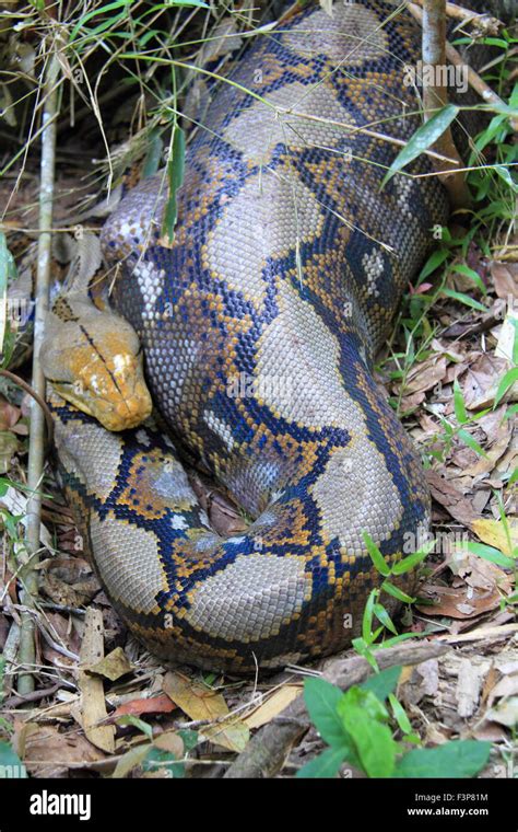 Python reticulatus hi-res stock photography and images - Alamy