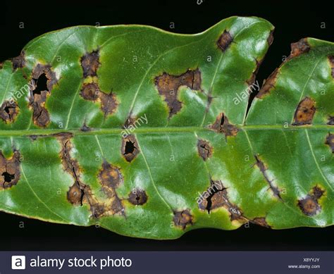 Black Spot Or Anthracnose Colletotrichum Gloeosporoides Spotting On A