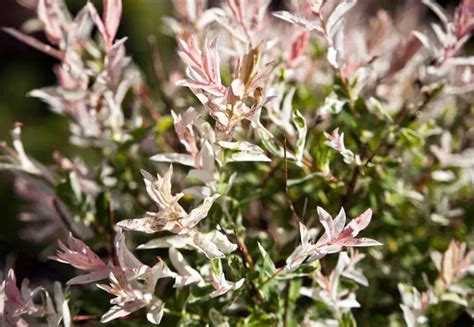 Dappled Willow Tree Detailed Care And Growing Guide