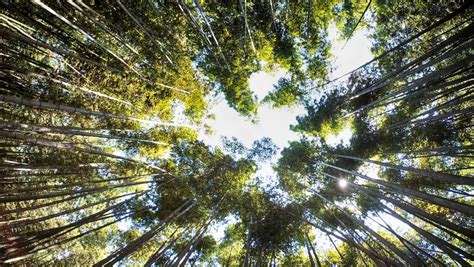 Free Images Tree Nature Branch Wood Sunlight Leaf Trunk Green