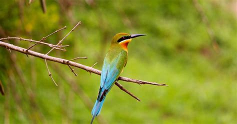 Nature And Farming Blue Tailed Bee Eater Merops Philippinus