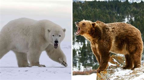 Polar Bear vs Grizzly Bear Size, Height, Skull Updated 2022