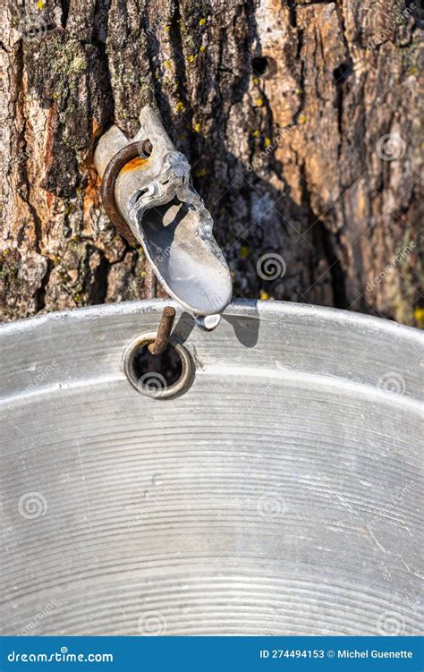 Droplet Of Sap Flowing Into A Pail To Produce Maple Syrup Stock