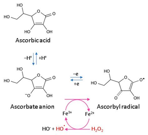 Antioxidant Properties Of Ascorbic Acid Encyclopedia Mdpi