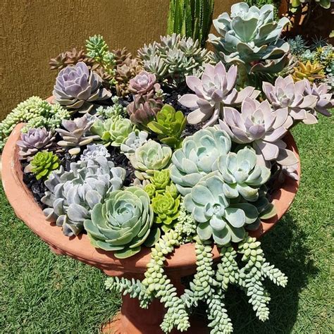 7 consejos para montar un mini jardín de suculentas en casa