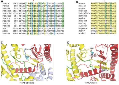 Amino Acid Conservation And Structural Modelling A Sequence