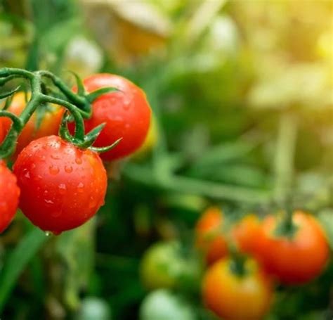 Our Services - AGRICARE STD PLUS LTD