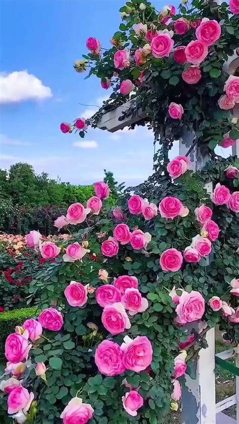 Beautiful Rose Garden 🌹 An Immersive Guide By Aesthetics