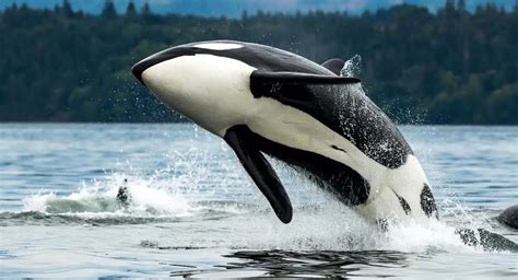 La Historia De Orca Asesina Tilikum Que Se Llev La Vida De Tres Personas