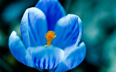 Hd Blue Tulip Wallpaper Download Free 79577