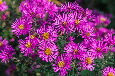 Purple September Flowers In The Garden Stock Photo - Download Image Now - Agricultural Field ...