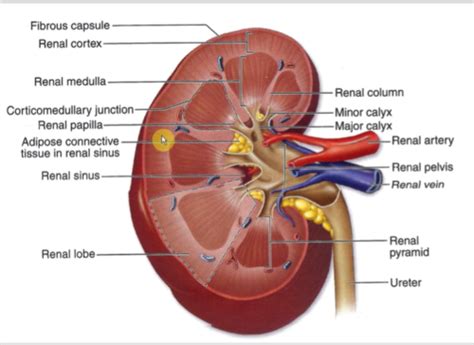 BIO 224 UNIT 4 Urinary System And Acid Base Flashcards Quizlet