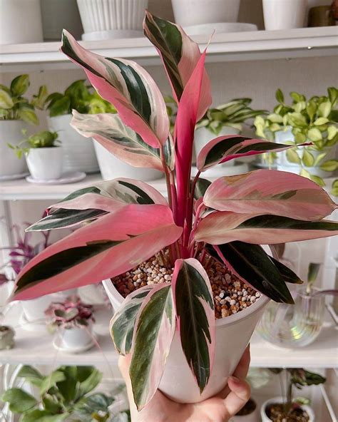 Stromanthe Triostar Care And Growing Tips Plantcarefully