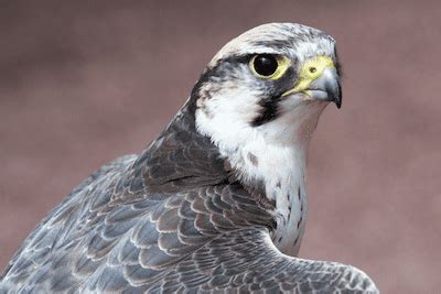 Lanner Falcon (Key Facts To Know)