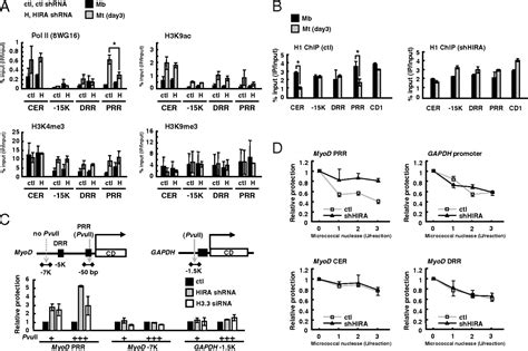 Myogenic Transcriptional Activation Of Myod Mediated By Replication