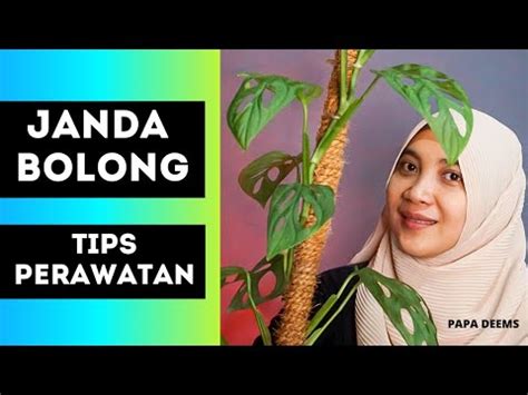 CARA MERAWAT JANDA BOLONG AGAR TUMBUH SUBUR DAN RIMBUN ANTI GAGAL YouTube