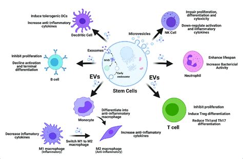 Stem Cell Derived Evs Display Multiple Immune Regulations On Download Scientific Diagram