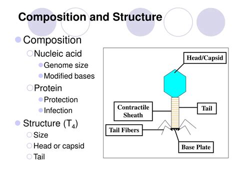 bacteriophage isolation powerpoint