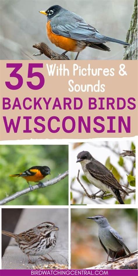 35 Backyard Birds in Wisconsin - Birdwatching Central