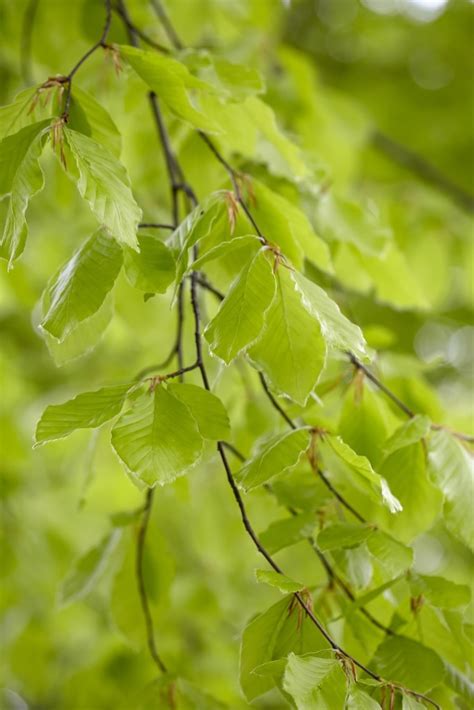 Fagus Sylvatica Common Beech Hedging