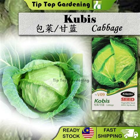 V09 CABBAGE JC GARDEN VEGETABLE SEED BIJI BENIH KOBIS Shopee Malaysia