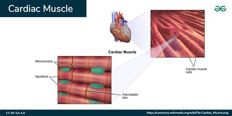 Diagram of Cardiac Muscles - GeeksforGeeks