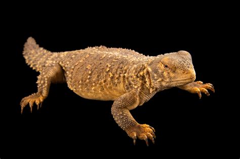 Iraqi Spiny-Tailed Lizard (Saara loricata) - Joel Sartore