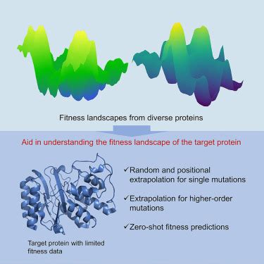 Learning Protein Fitness Landscapes With Deep Mutational Scanning Data