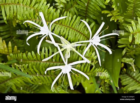 Orchids Grow Wild On The Lovely Isle Of Pines In The French Pacific