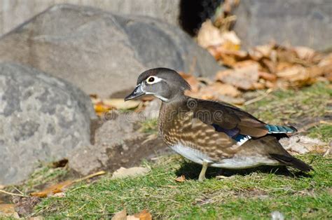 Female Wood Duck Flying in a Blue Sky Stock Photo - Image of blue ...