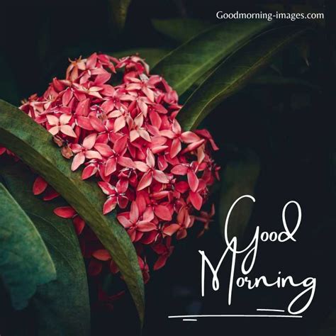 Good Morning Images Hd 4k 1080p - Infoupdate.org