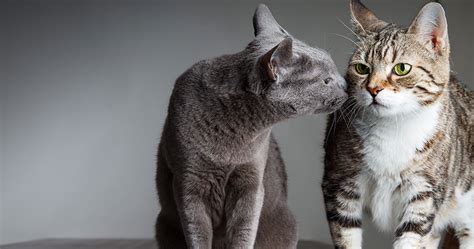 Gatos Macho En Celo Todo Lo Que Debes Saber