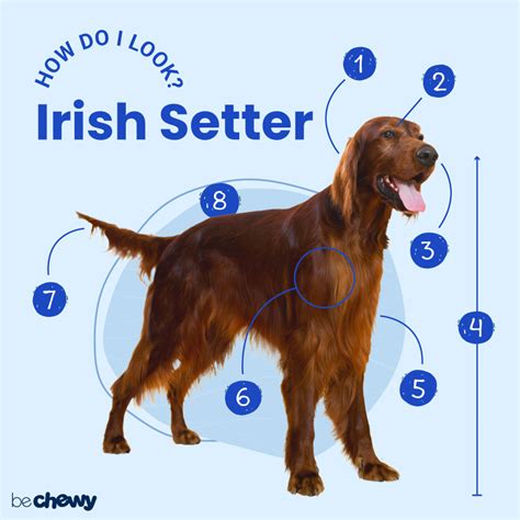 German Shepherd Irish Setter Mix