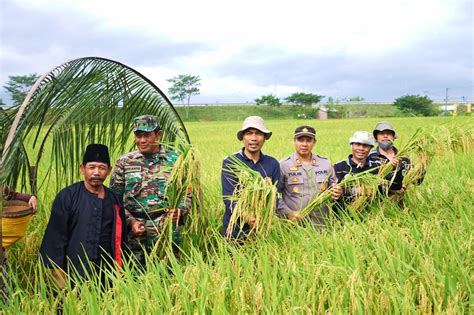 Surplius Ribu Ton Komoditas Padi Beri Kontribusi Kendalikan