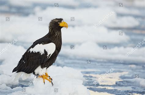 Stellers Seaeagle Haliaeetus Pelagicus Adult Standing Editorial Stock