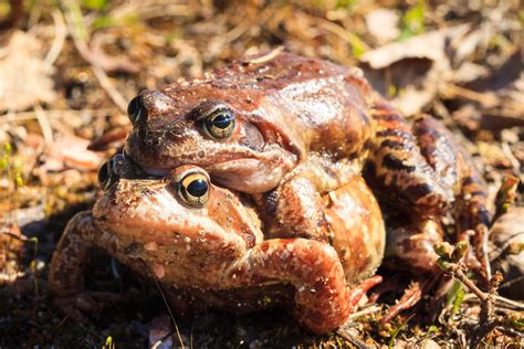 Finland – A wildlife photographers’ paradise? - WildlifeMoments.de